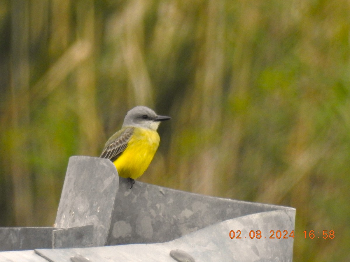 Tropical Kingbird - ML614583173