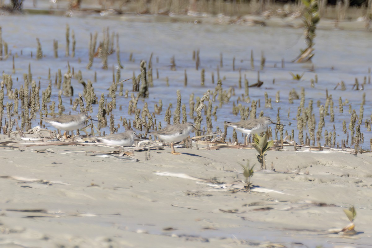 Terek Sandpiper - ML614583181