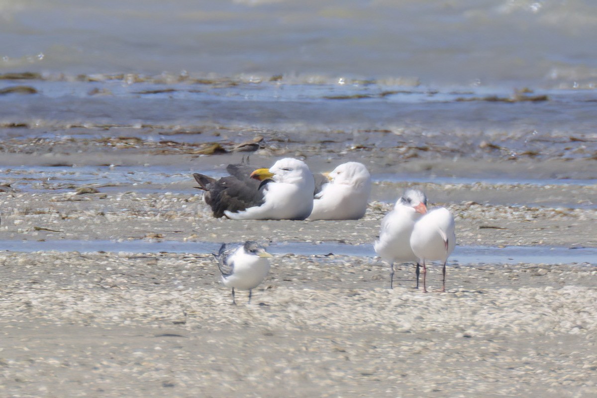 Pacific Gull - ML614583185