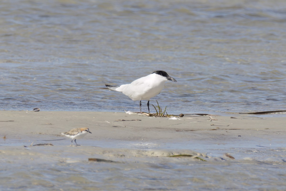 Australian Tern - ML614583193