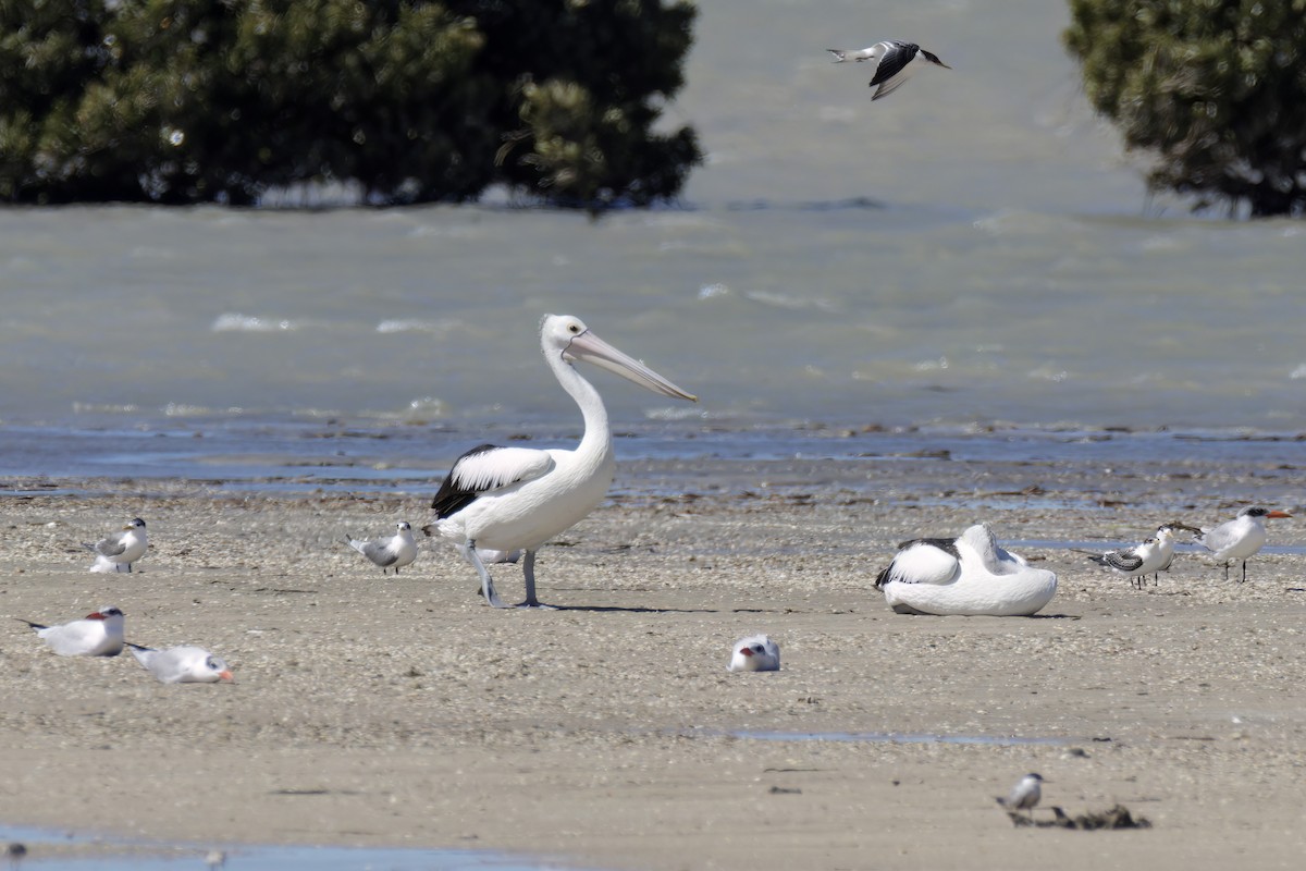 Australian Pelican - ML614583203