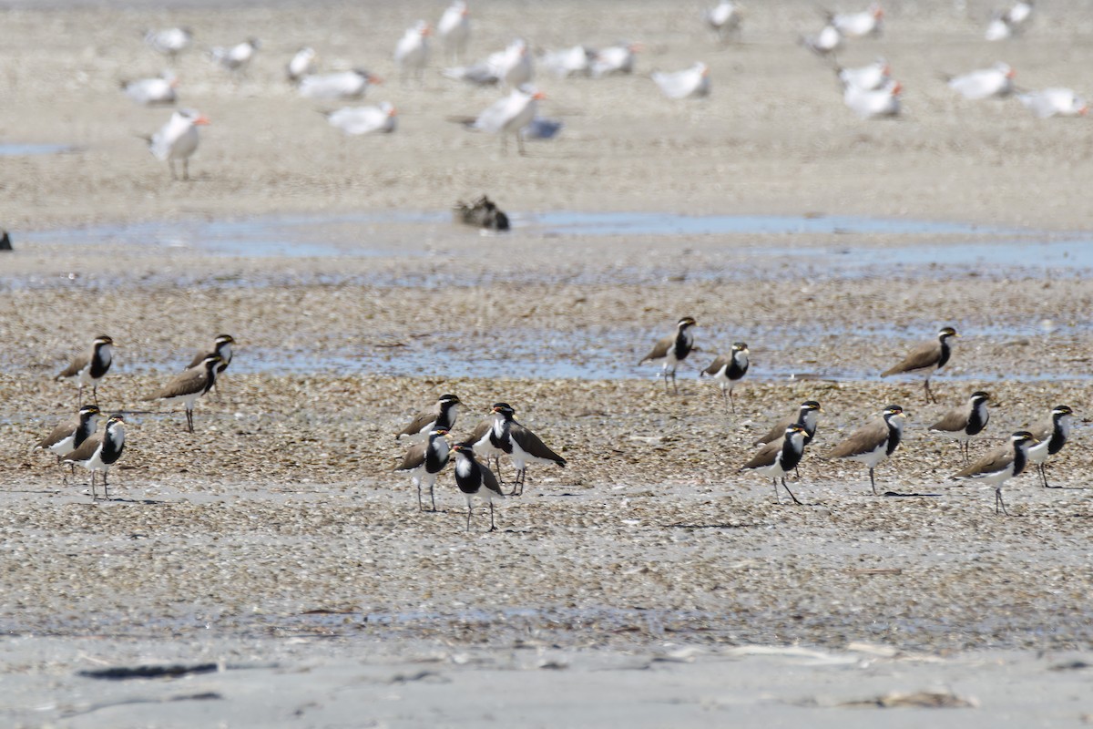 Banded Lapwing - Andreas Heikaus