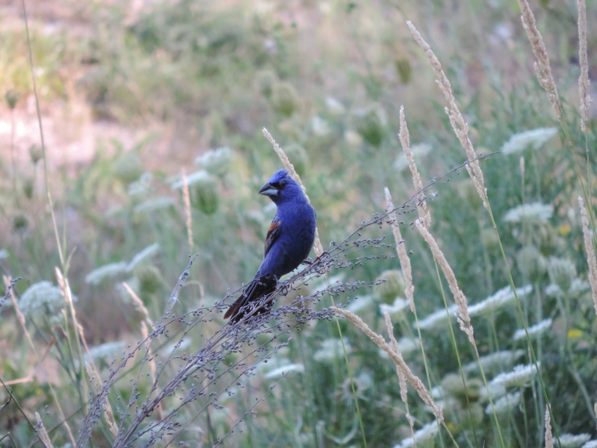 Blue Grosbeak - Birding Withjohn