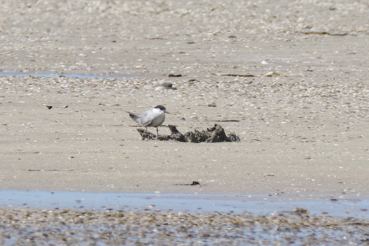 Whiskered Tern - ML614583276