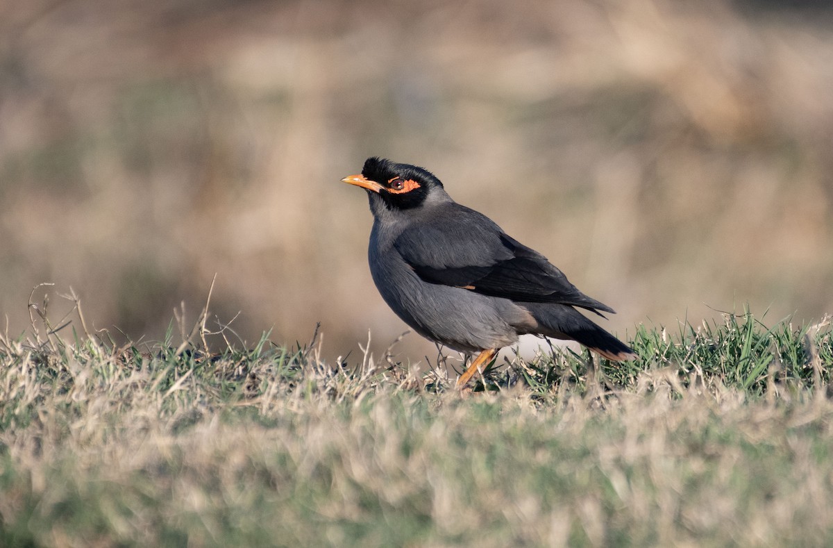 Bank Myna - Ed Stubbs