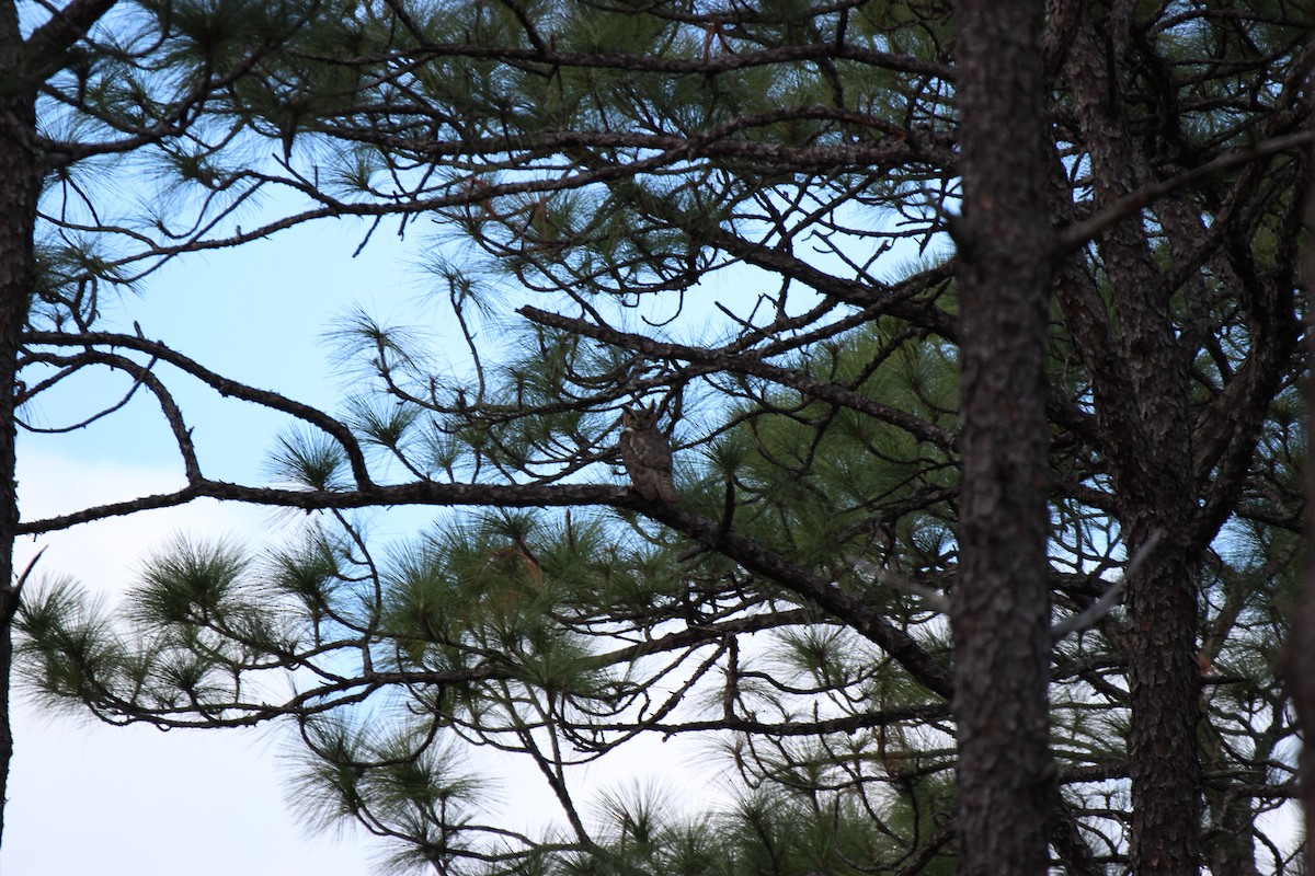 Great Horned Owl - ML614583311