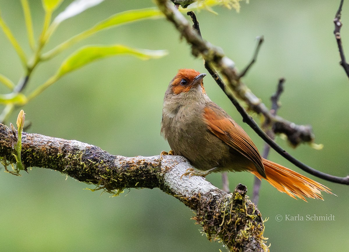 Red-faced Spinetail - Karla Schmidt