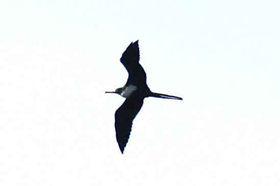 Great Frigatebird - ML614583390