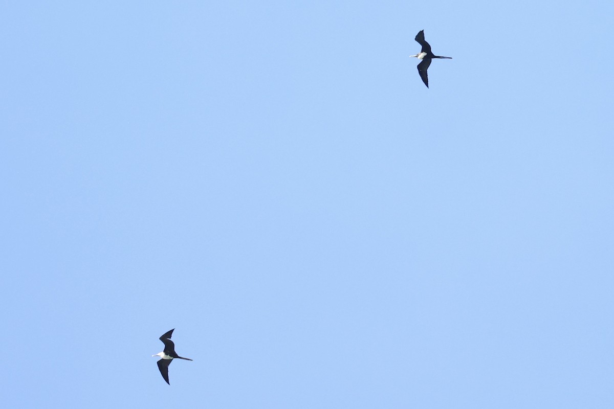 Great Frigatebird - ML614583395