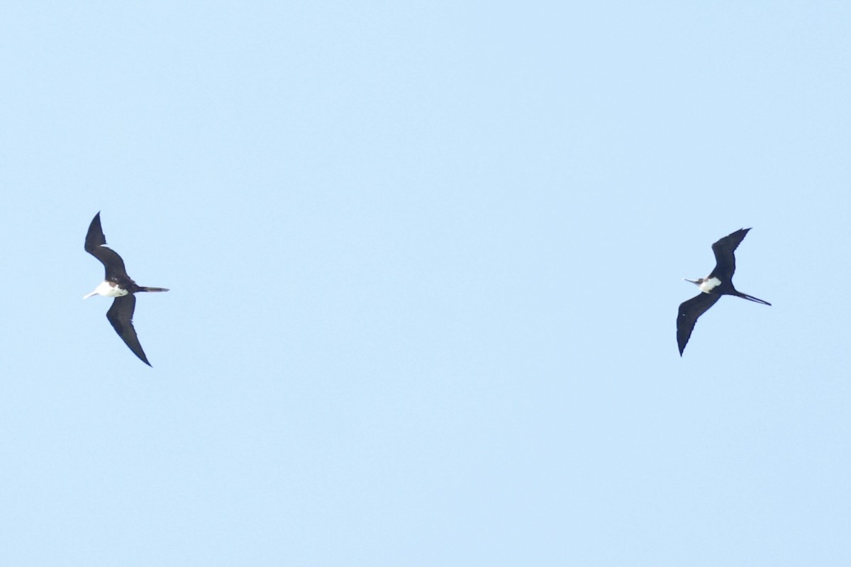 Great Frigatebird - ML614583396