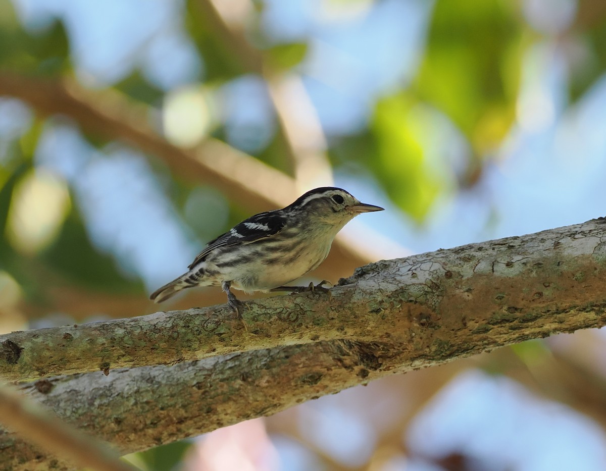 Black-and-white Warbler - Scott (瑞興) LIN(林)