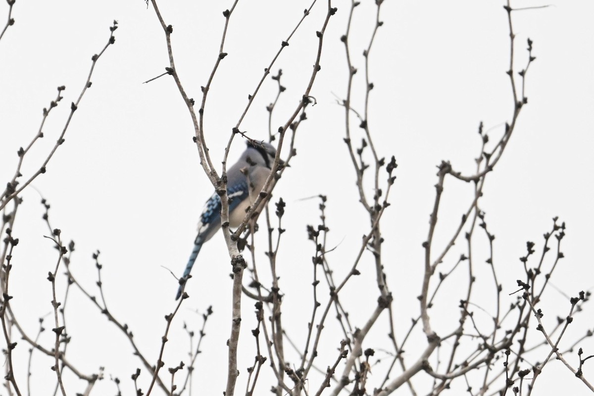 Blue Jay - ML614583442