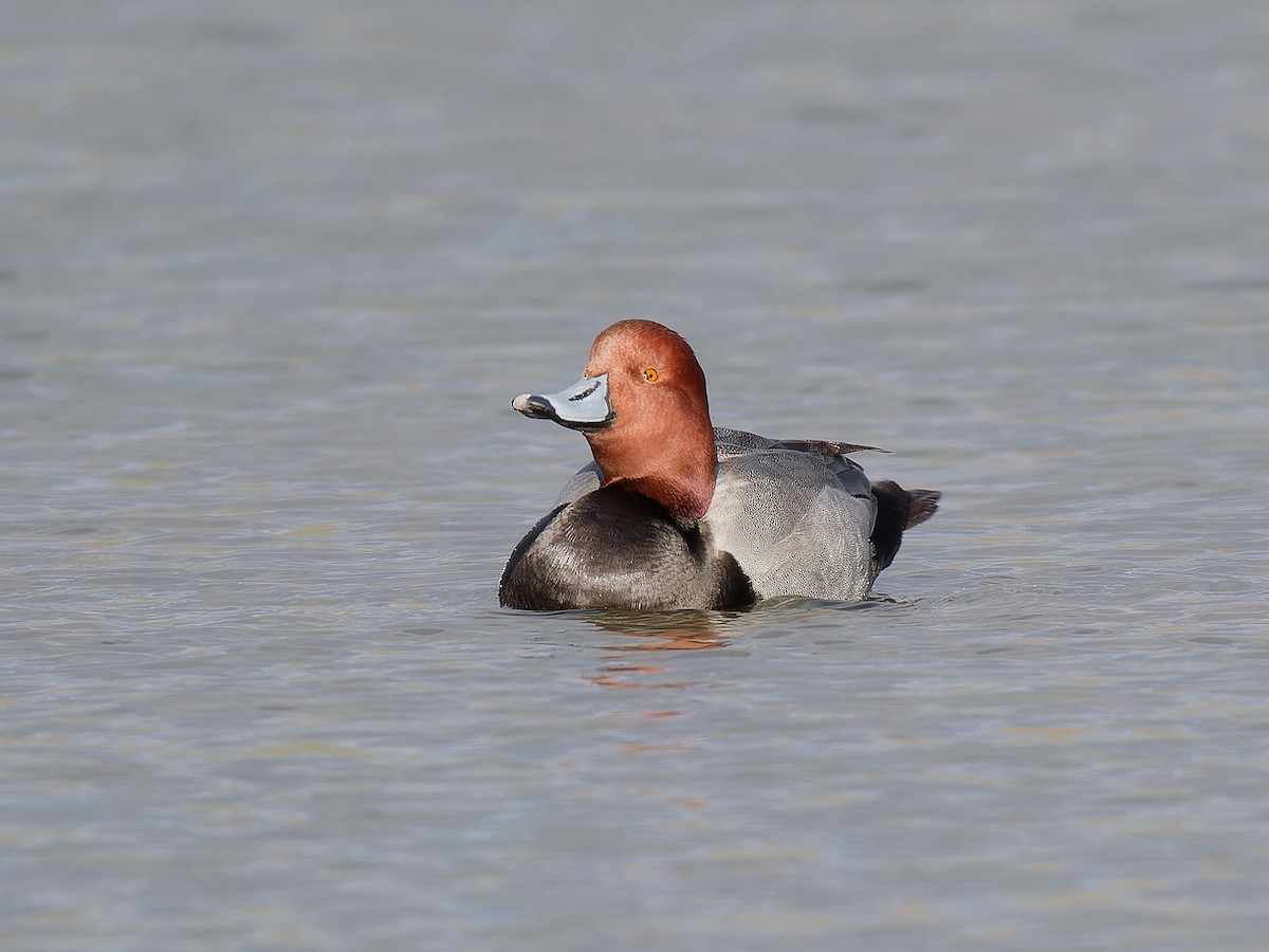 Redhead - ML614583451