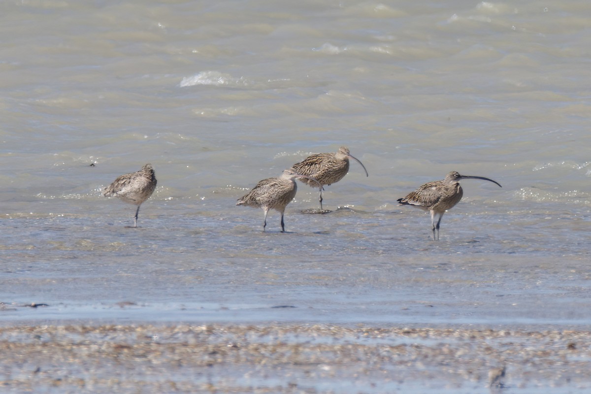 Far Eastern Curlew - ML614583453