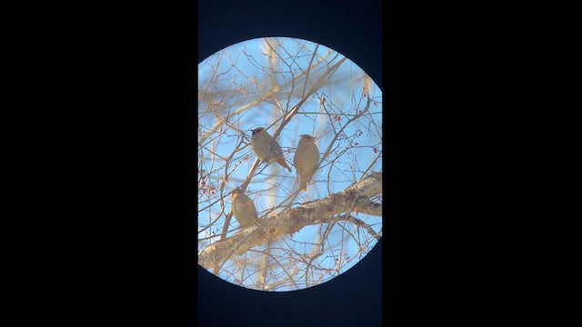 Bohemian Waxwing - ML614583520