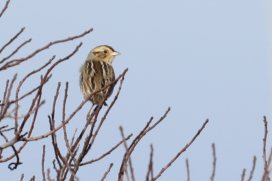 Nelson's Sparrow (Interior) - ML614583530