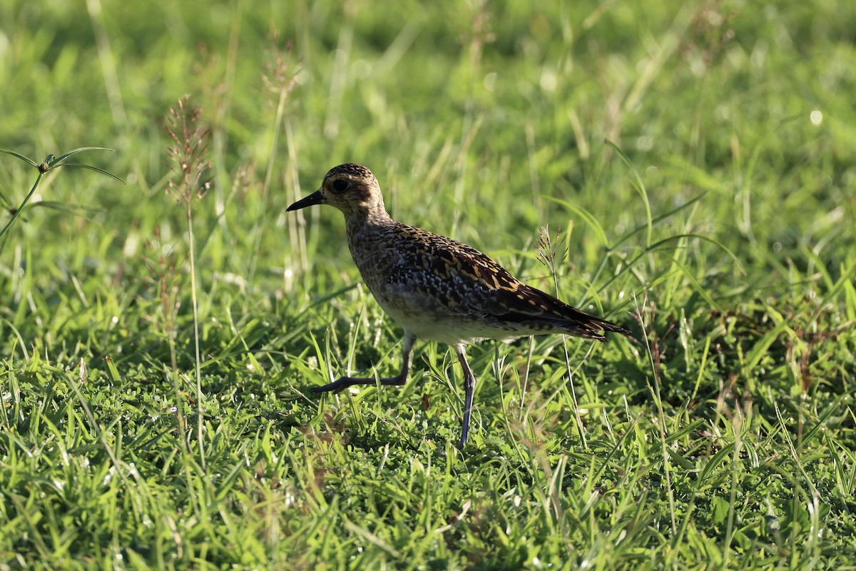 Pacific Golden-Plover - ML614583538