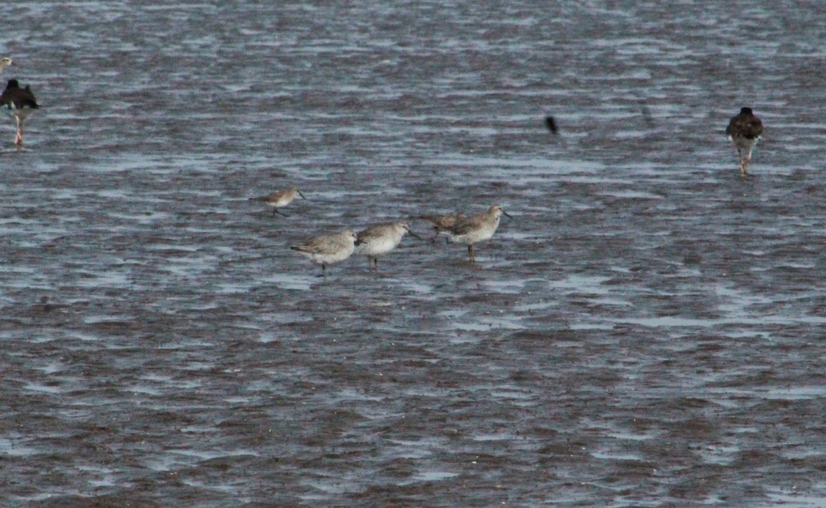 Red Knot - ML614583568