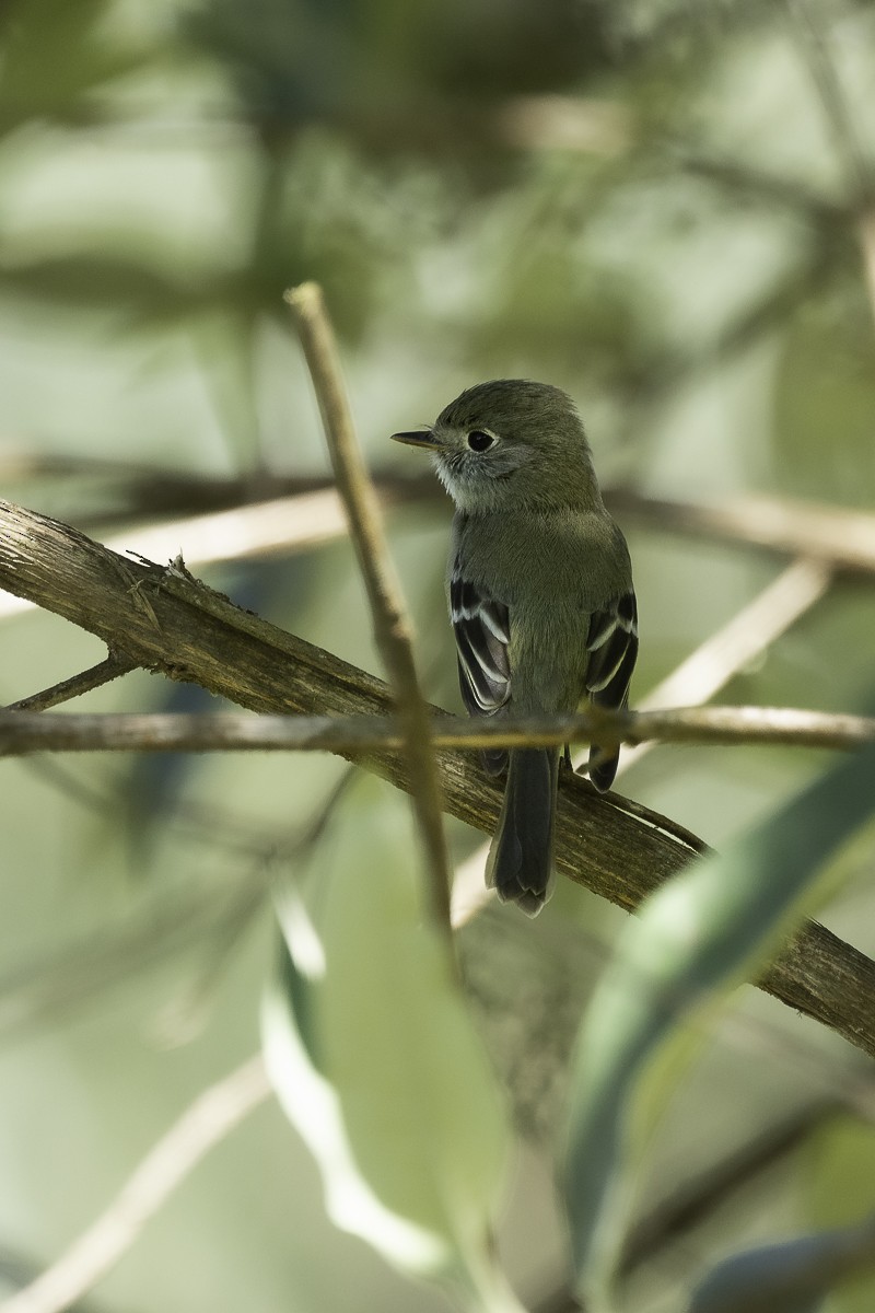 Hammond's Flycatcher - Luis Guillermo