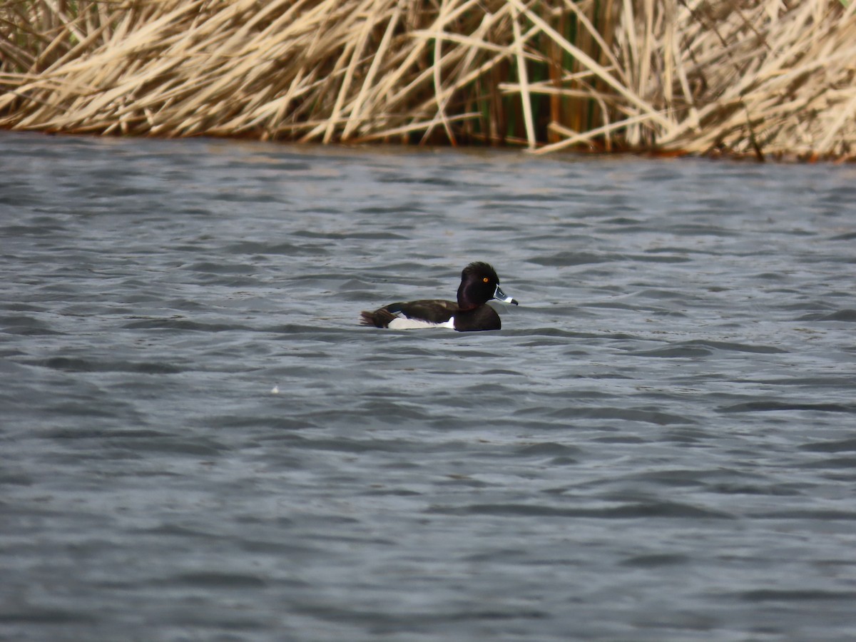 Ring-necked Duck - ML614583620