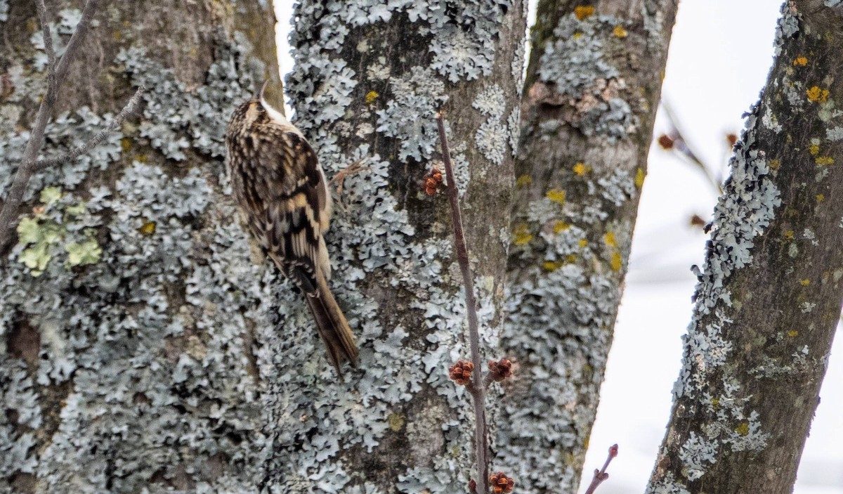 Brown Creeper - ML614583624