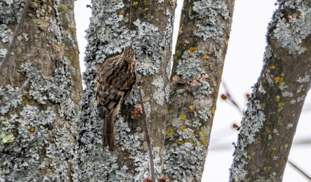 Brown Creeper - ML614583626