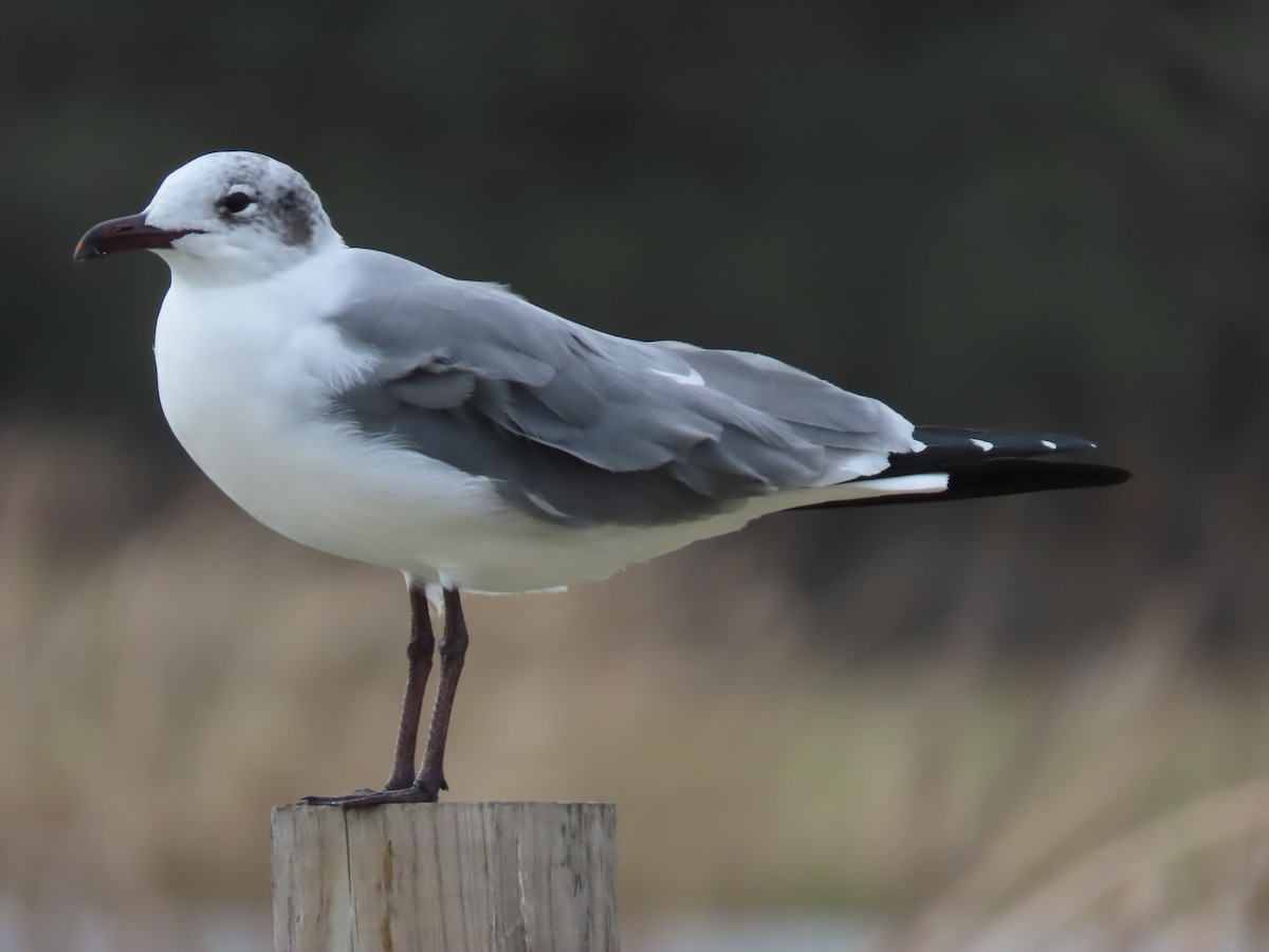 Laughing Gull - ML614583655