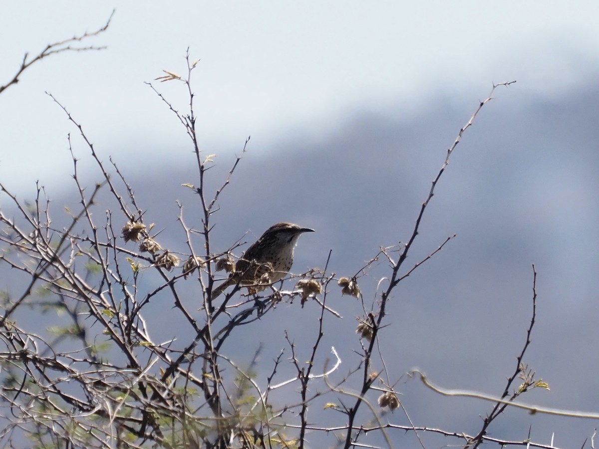 Spotted Wren - ML614583665