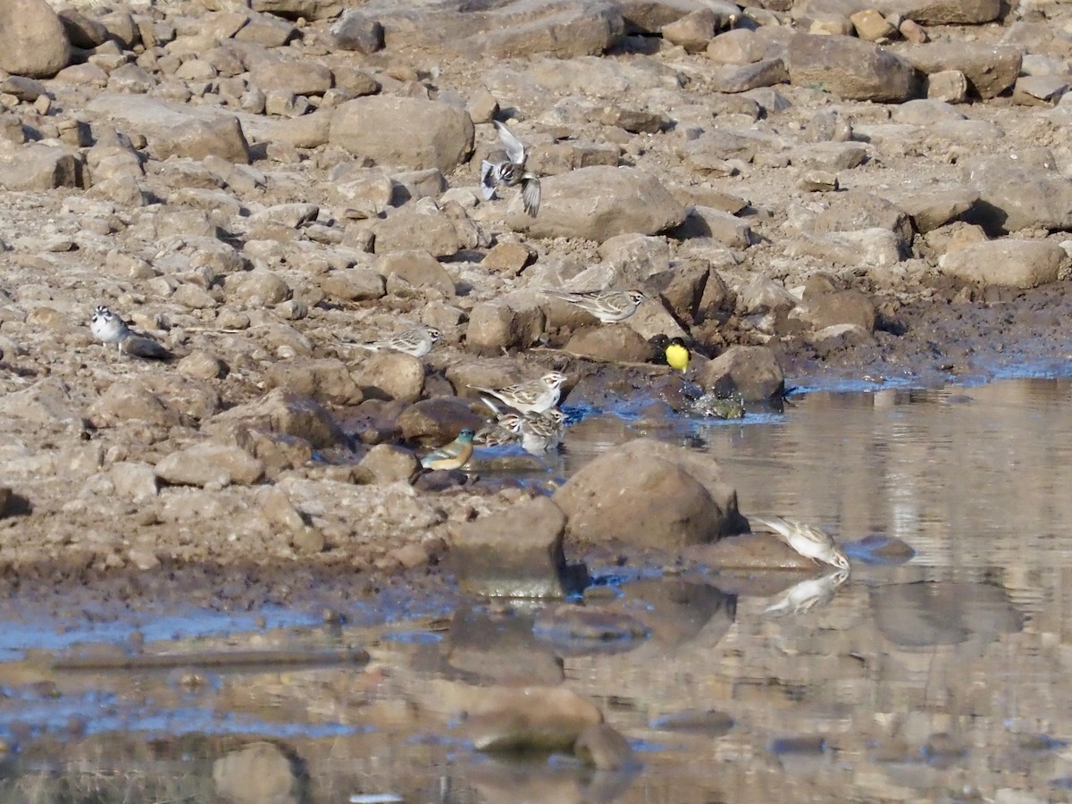 Lark Sparrow - Cheshta Buckley