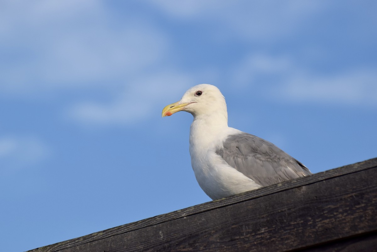 Glaucous-winged Gull - Alessandra Kite