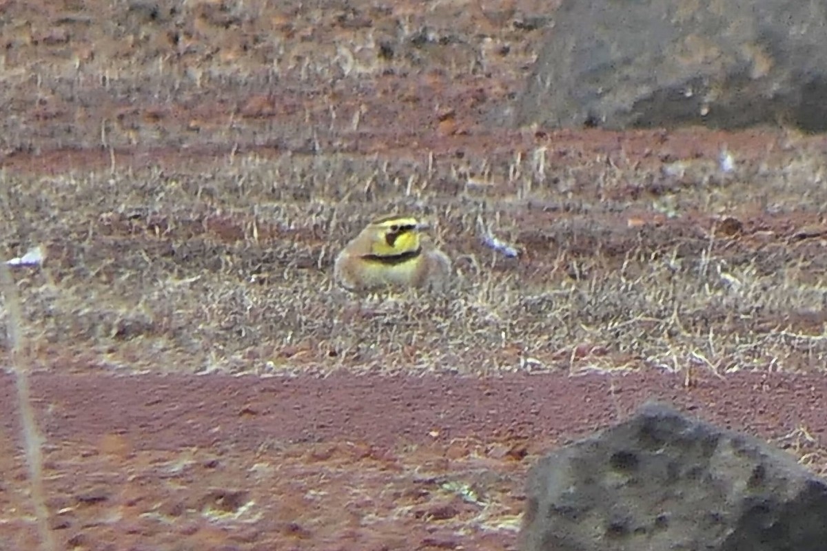 Horned Lark - ML614583732