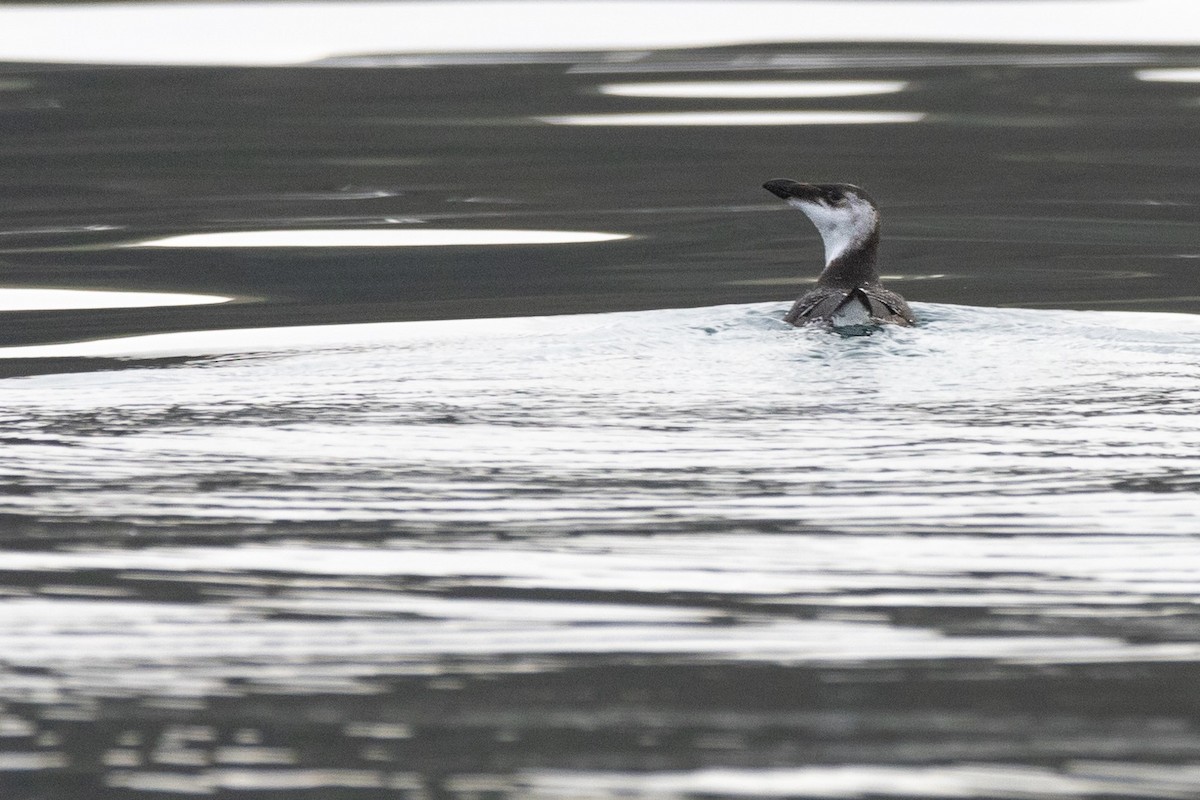 Razorbill - ML614583806