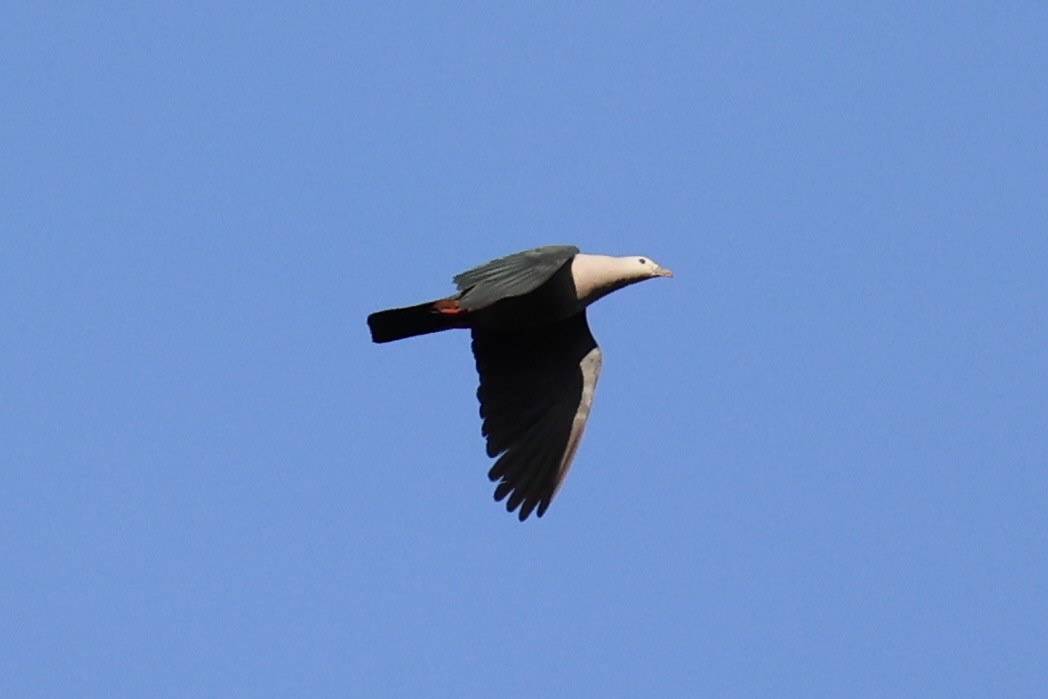 Pacific Imperial-Pigeon - Andrew William