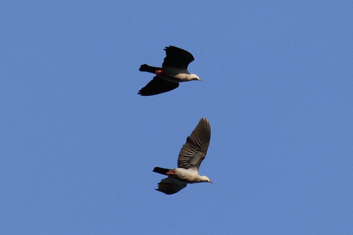 Pacific Imperial-Pigeon - ML614583830