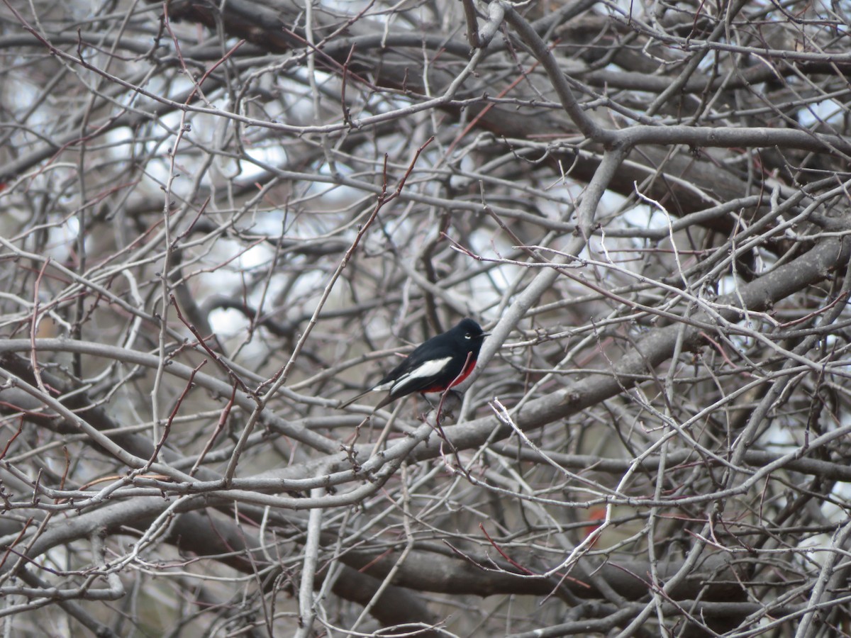 Painted Redstart - ML614583858