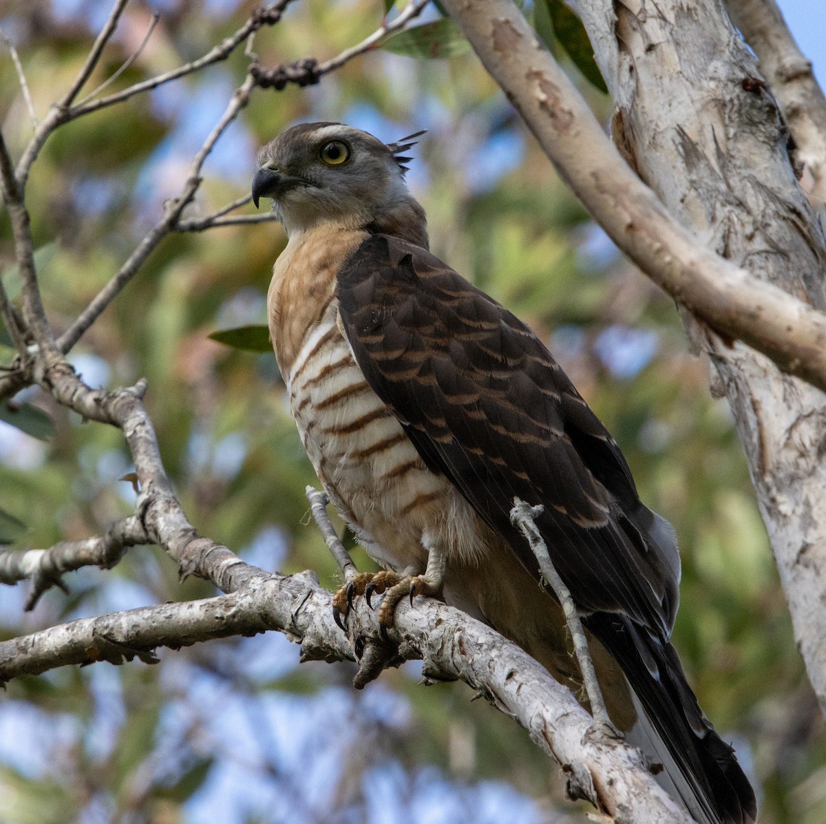 Pacific Baza - ML614583891