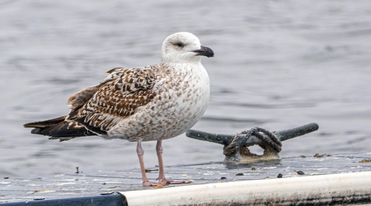 Great Black-backed Gull - ML614584008