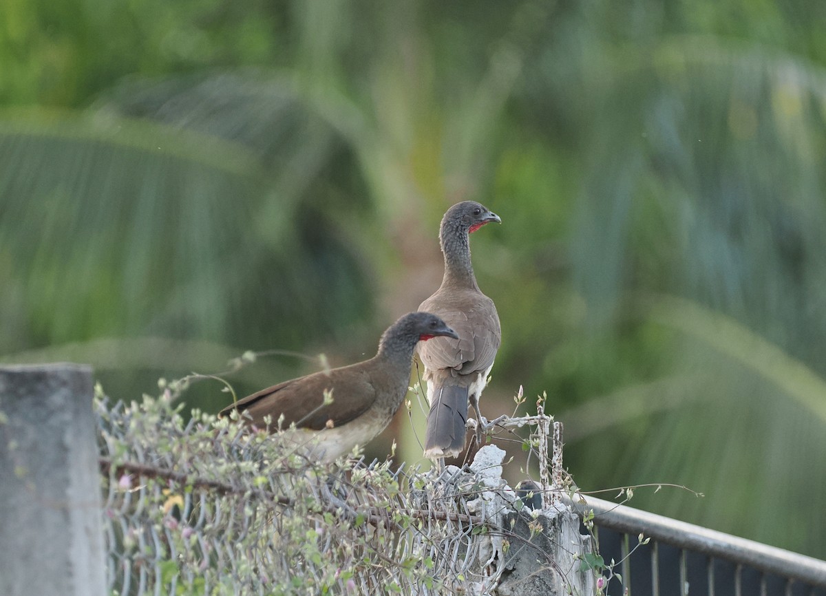 Chachalaca Ventriblanca - ML614584041