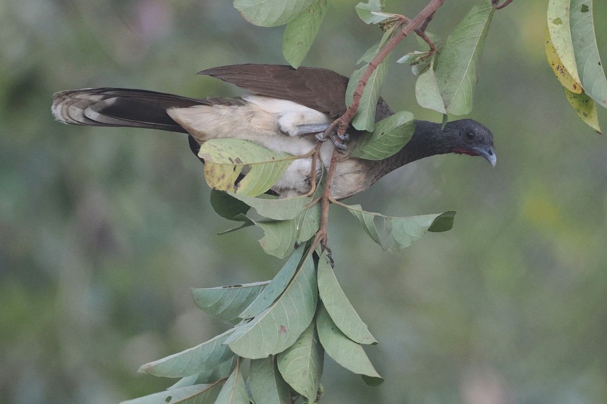 Chachalaca Ventriblanca - ML614584042