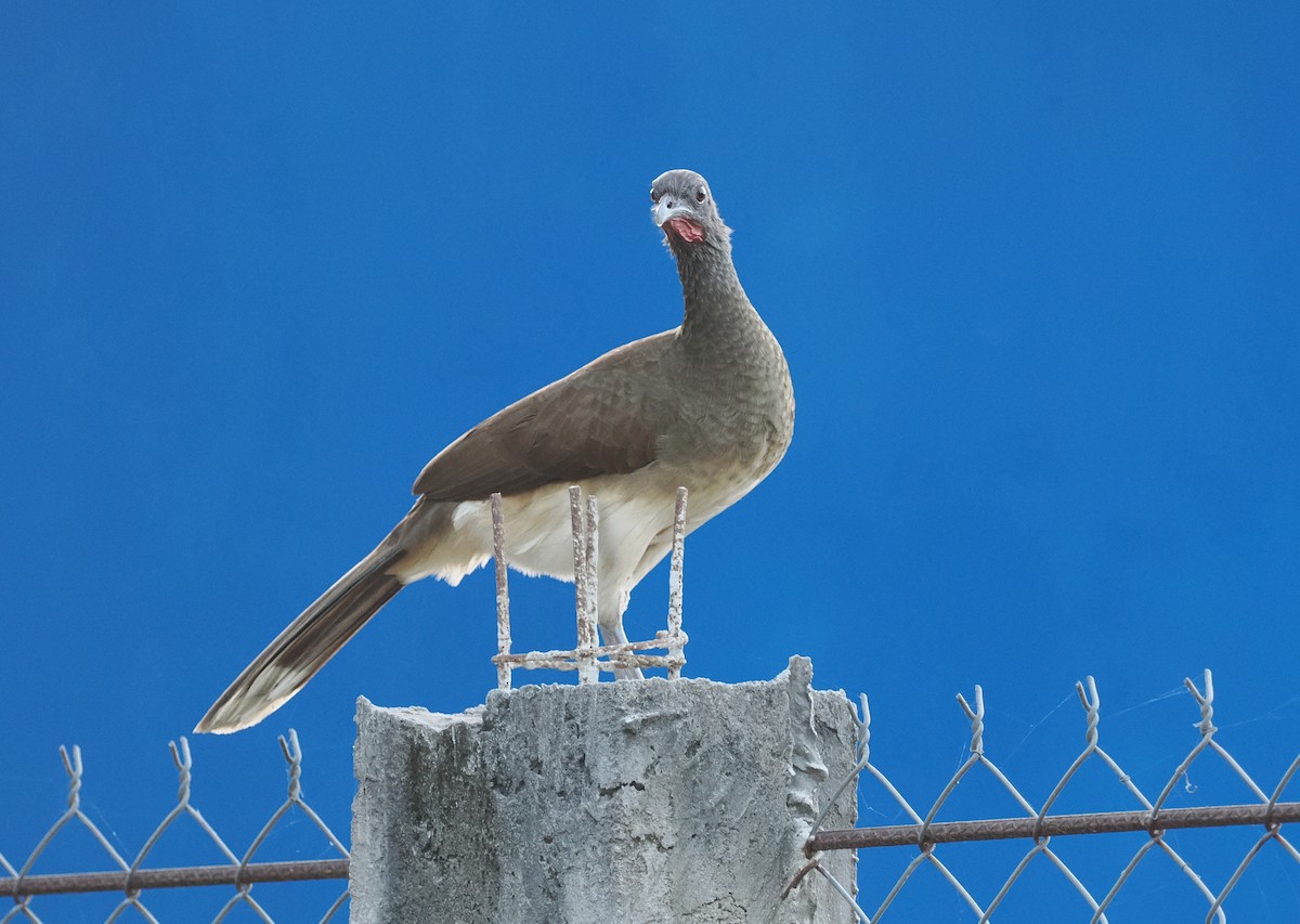 White-bellied Chachalaca - Scott (瑞興) LIN(林)