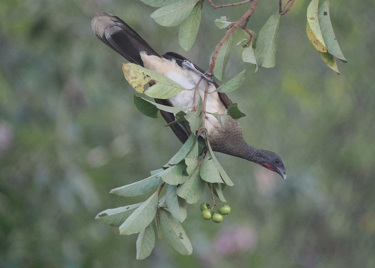 White-bellied Chachalaca - ML614584045