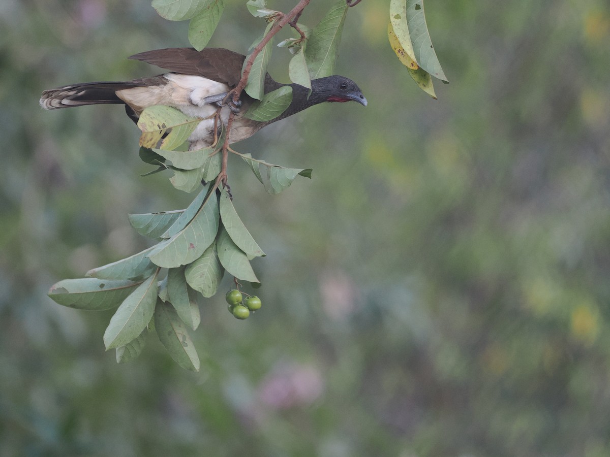 White-bellied Chachalaca - ML614584047