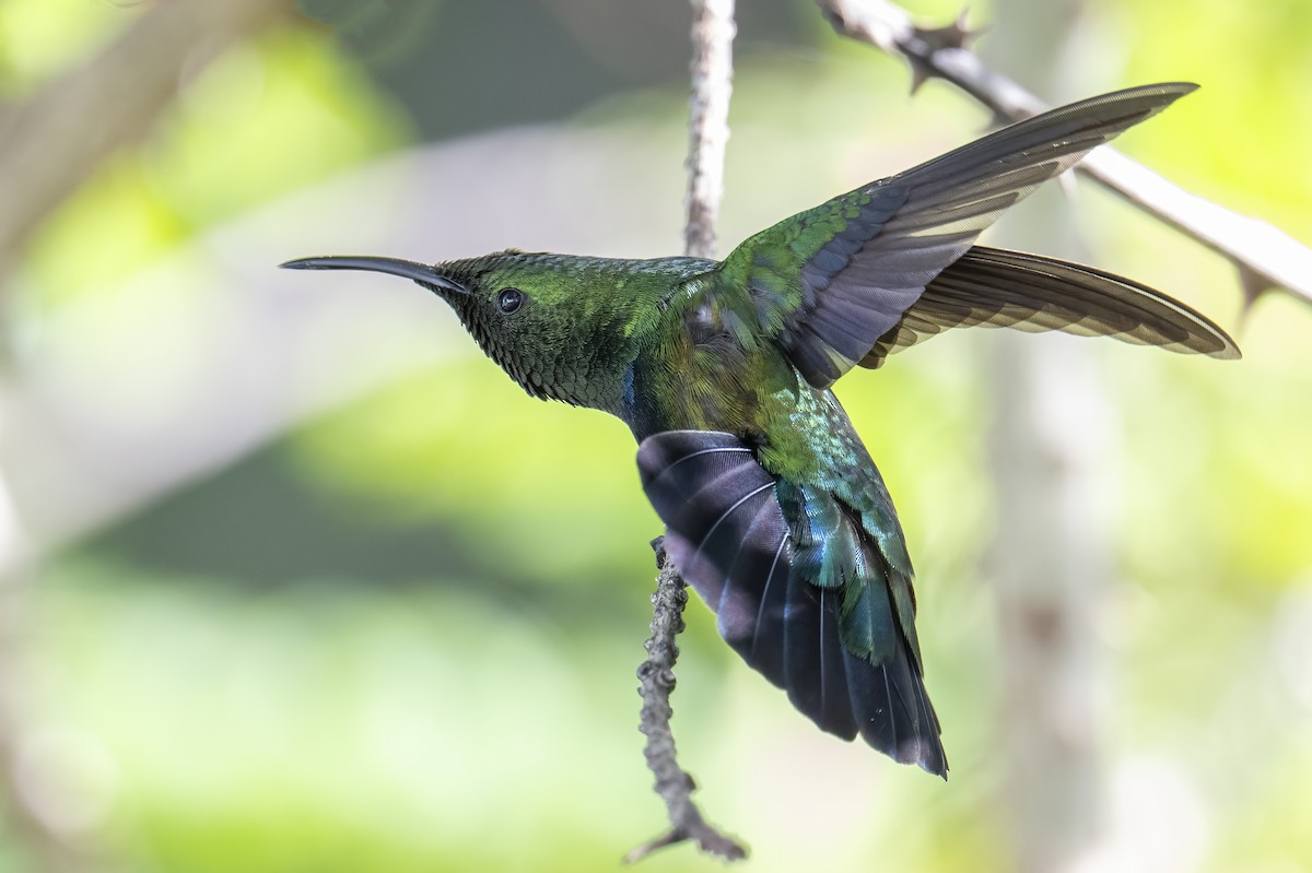 Green-throated Carib - Peter Hawrylyshyn