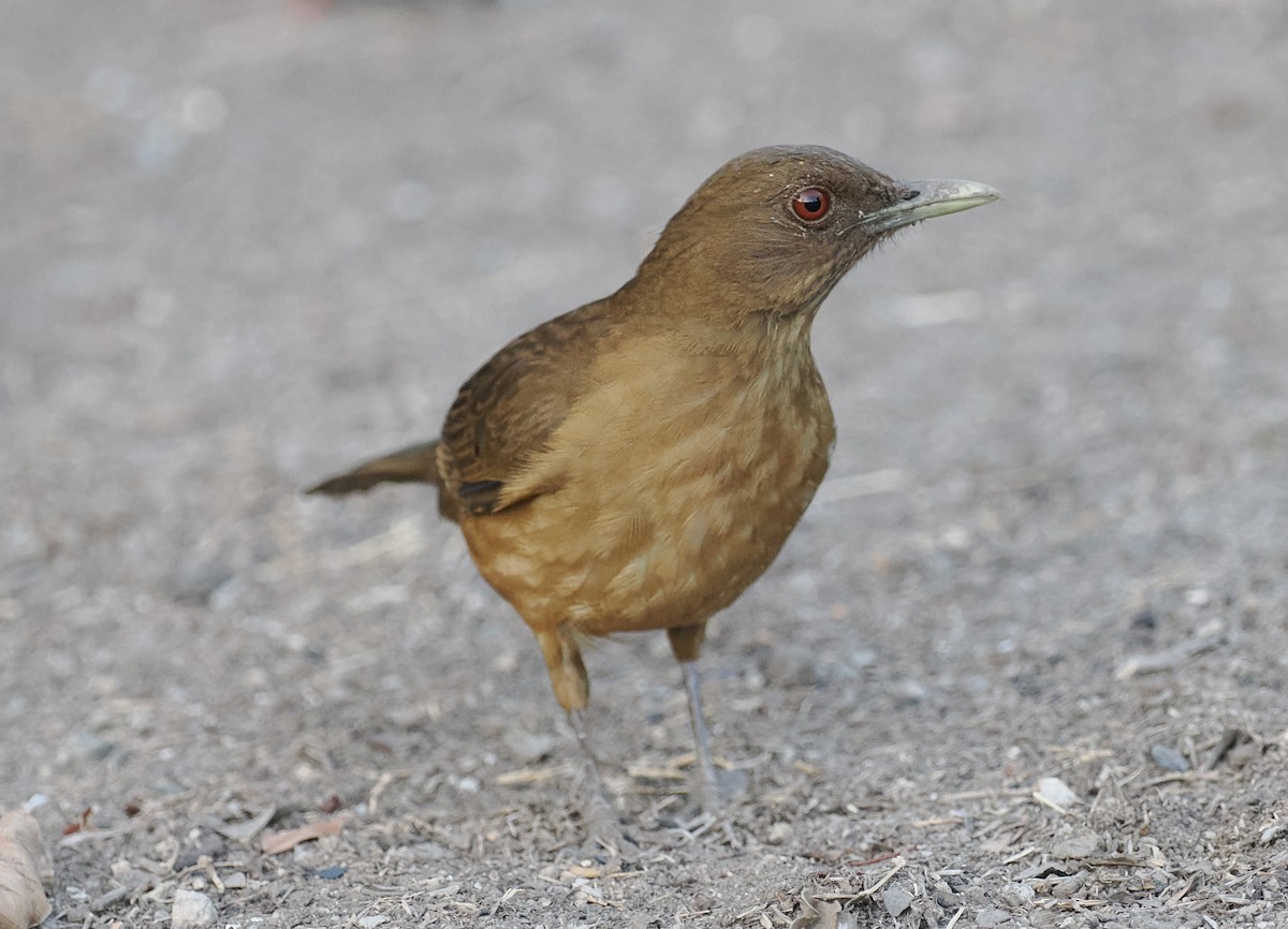 Clay-colored Thrush - Scott (瑞興) LIN(林)