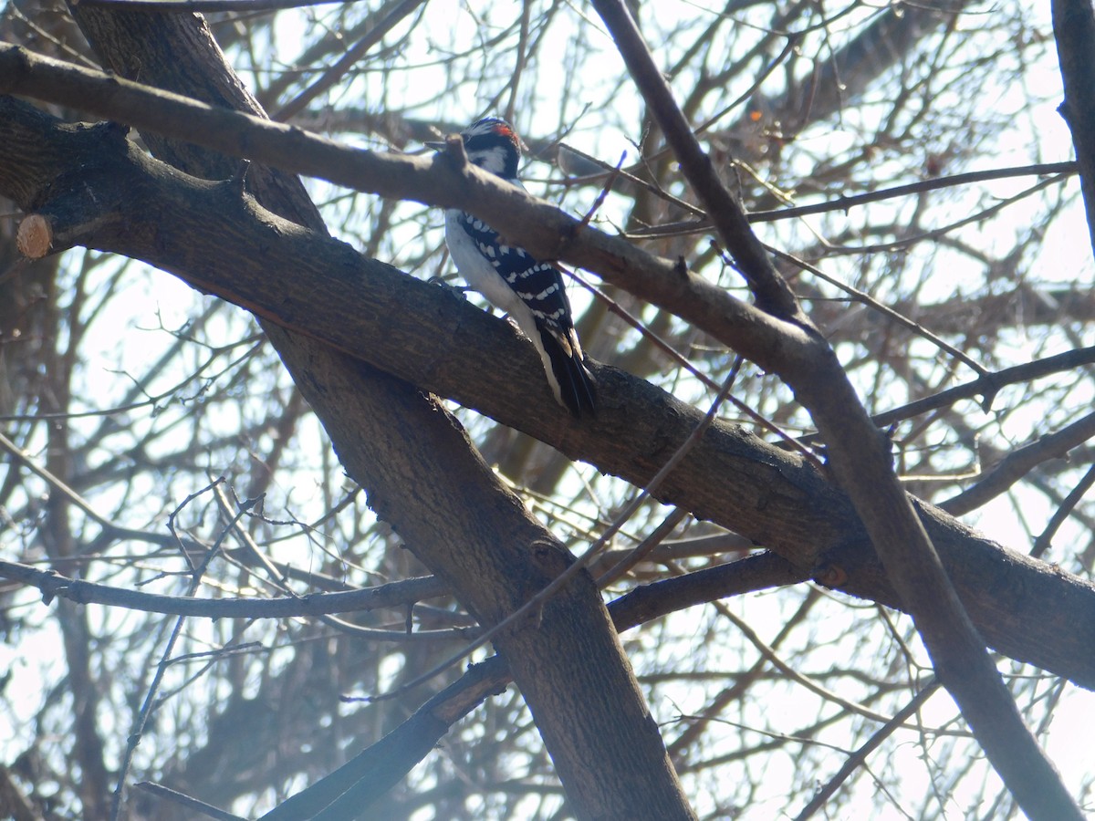 Hairy Woodpecker - ML614584133