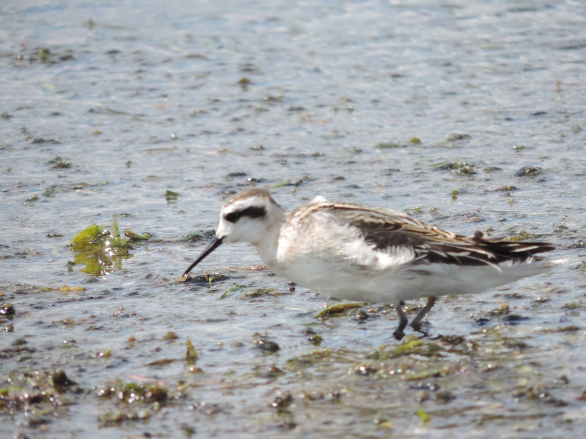 Red-necked Phalarope - ML614584137