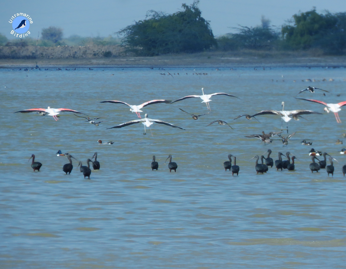 Greater Flamingo - ML614584225