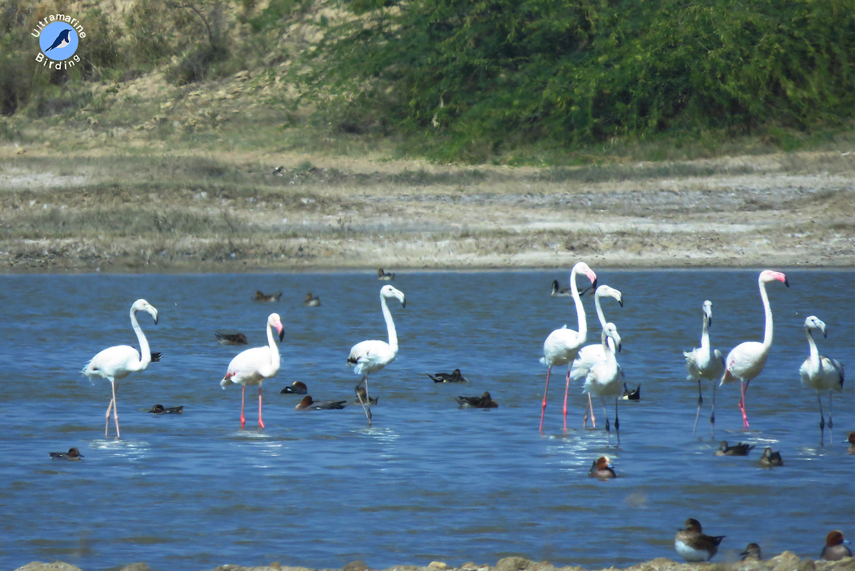 Greater Flamingo - ML614584242