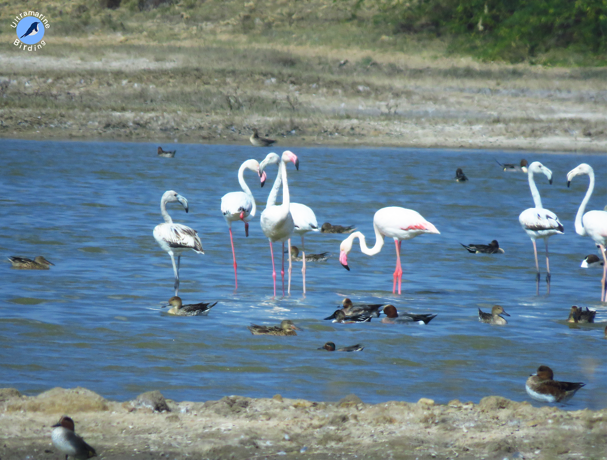 Greater Flamingo - ML614584244