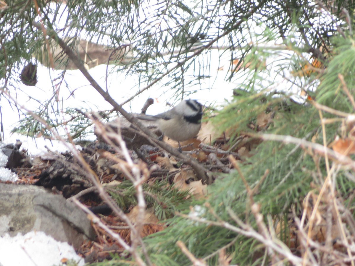 Mountain Chickadee - ML614584299